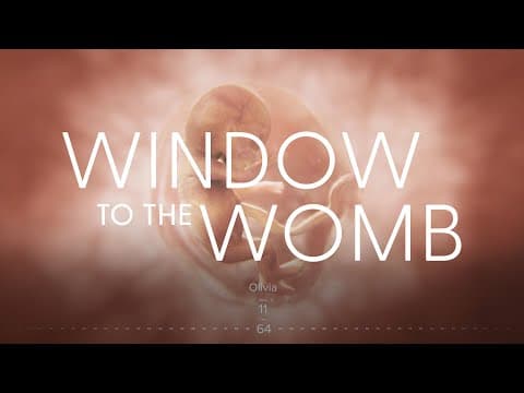 Thumbnail for Amazing Timelapse of EVERY SINGLE DAY of a Child’s Development in the Womb | Window to the Womb